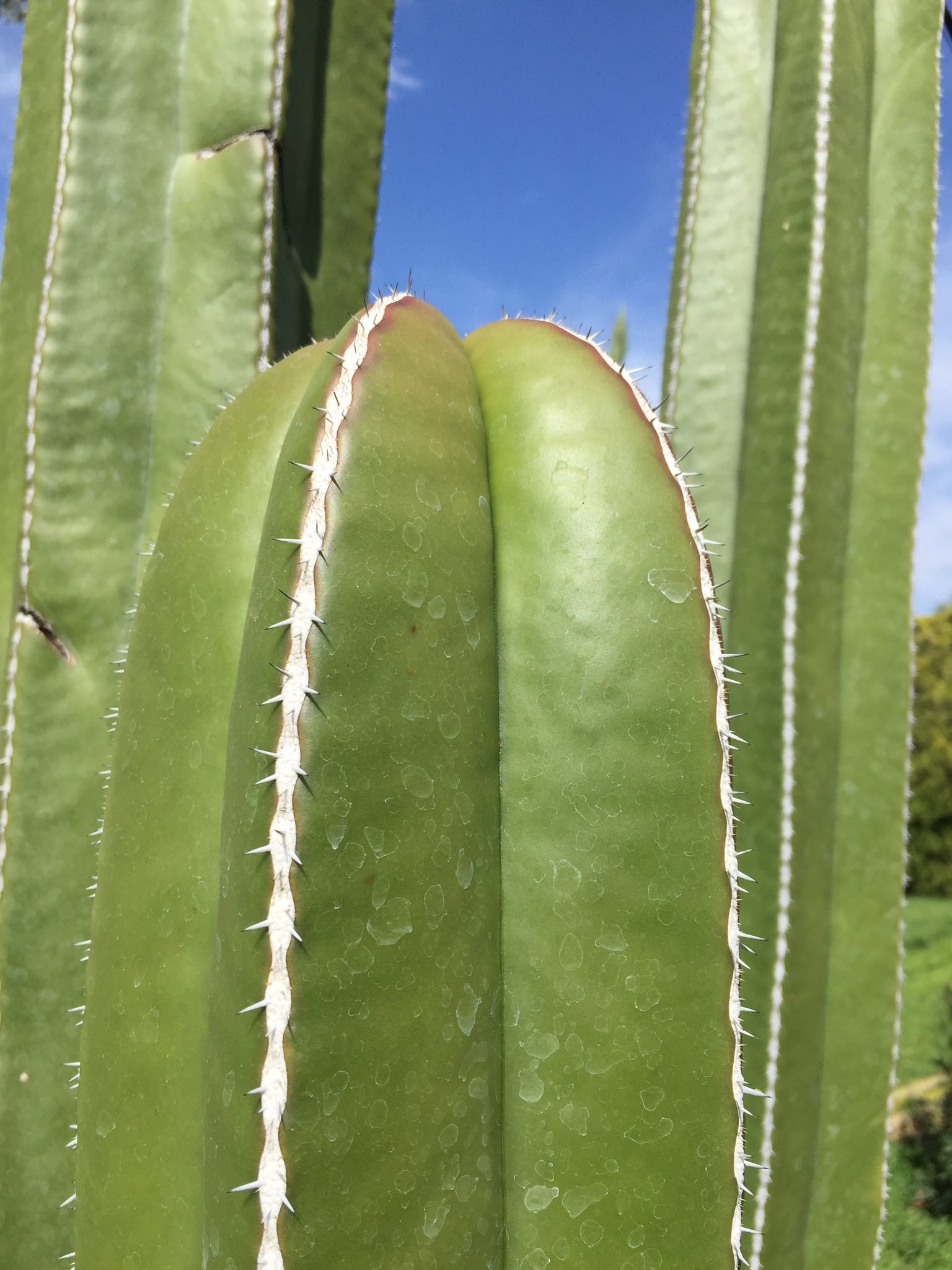 Pachycereus marginatus